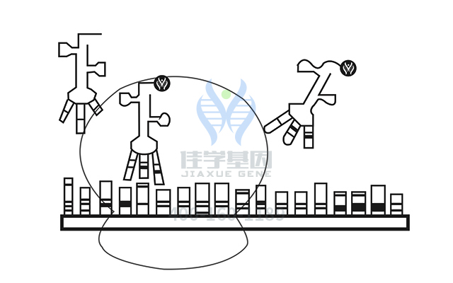 【佳学基因检测】尾状萎缩基因解码、<a href=http://www.jiaxuejiyin.com/tk/jiema/cexujishu/2021/31933.html>基因检测</a>的报告有人解读吗？