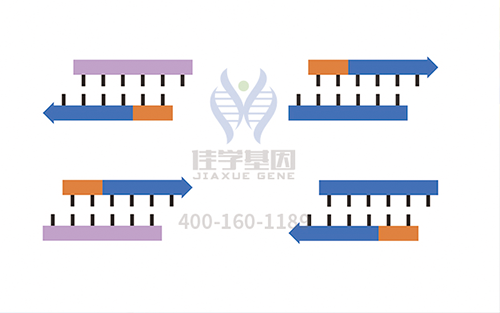 【佳学基因检测】怎样选择耳聋X连锁1型基因解码、<a href=http://www.jiaxuejiyin.com/tk/jiema/cexujishu/2021/31933.html>基因检测</a>？