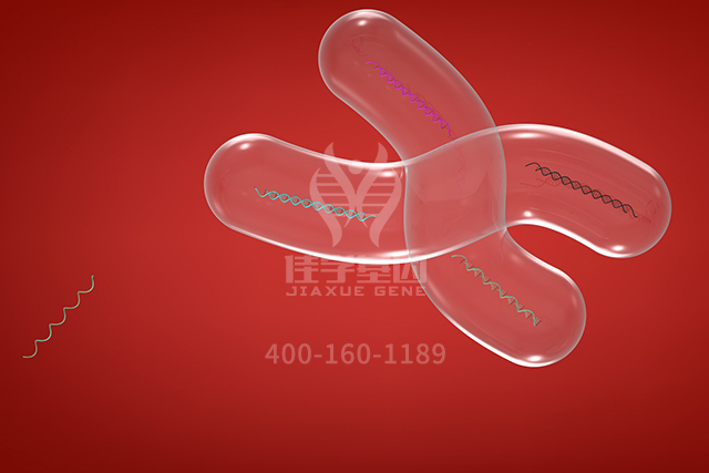 <b>【佳学基因检测】遗传代谢科突变检测知识测验中关于ARF3的准备</b>