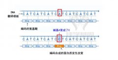 【佳学基因-基因检测】图解|基因突变的类型有哪些？