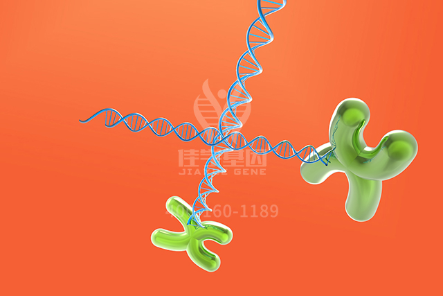 <b>【佳学基因检测】男性生殖科分子病理检测资质考核中关于ATF4P1的问题及答案</b>