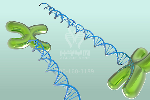 <b>【佳学基因检测】医学院硕士研究考试关于ARSF分子病理检测的知识要点</b>