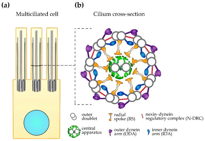 An external file that holds a picture, illustration, etc.
Object name is cells-08-01614-g001.jpg