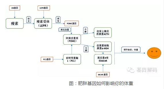 <b>【佳学基因检测】遗传代谢科疾病风险评估知识测验中关于GAP43的准备</b>