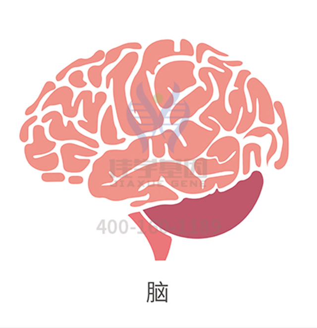 <b>【佳学基因检测】GATM疾病筛查应该包括多少位点</b>