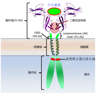 <b>【佳学基因检测</b>