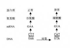 【佳学基因-基因检测】什么是基因突变