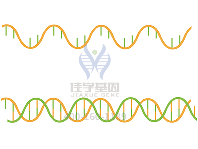 【佳学基因检测