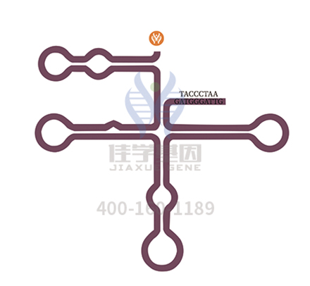 【佳学基因-基因检测】了解一种骨髓增生异常综合征-5q综合症