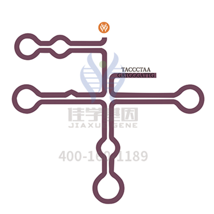 【佳学基因-基因检测】假性软骨发育不全，一点也不假？