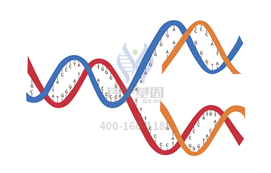 【佳学基因-基因检测】陪写作业家长心梗？算了吧，那是你的基因引起的！